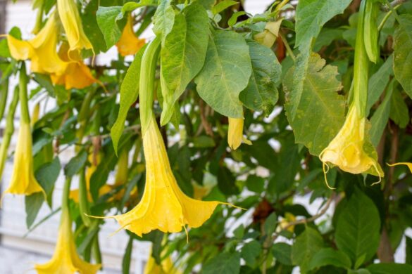 Une bignone au feuillage dense mais sans fleurs en plein été