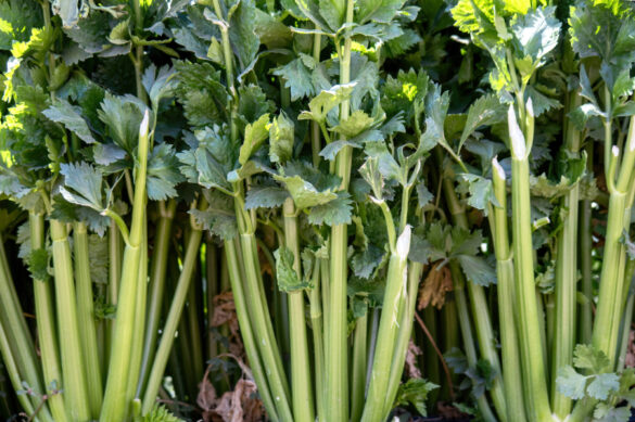 Plant de céleri-rave au cœur petit et peu formé malgré un feuillage développé