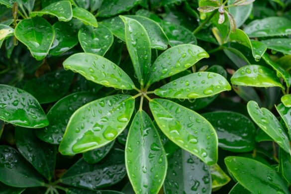 Rempotage d’un schefflera pour améliorer le drainage et relancer sa croissance