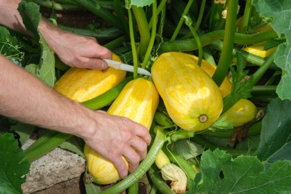 Plant de courge Longue de Nice développant de longues tiges rampantes