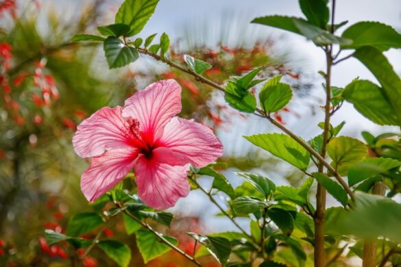 Un hibiscus dont les feuilles jaunissent et commencent à tomber, montrant un signe de stress