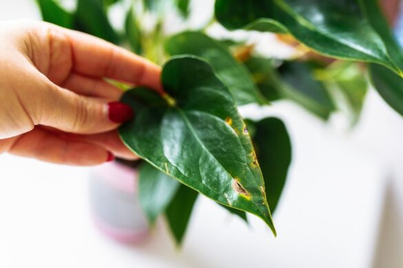 Ficus alii présentant des feuilles jaunies et tombées au pied du pot