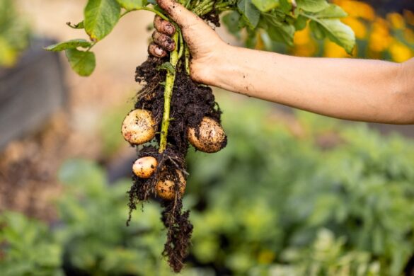 Un jardinier installe des tubercules de pommes de terre dans une terre fraîchement préparée en plein été