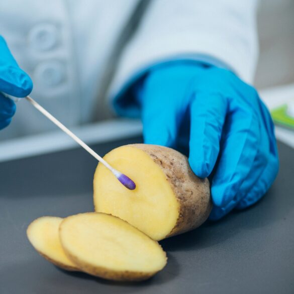 Des pommes de terre stockées en caisses dans un entrepôt agricole en Espagne