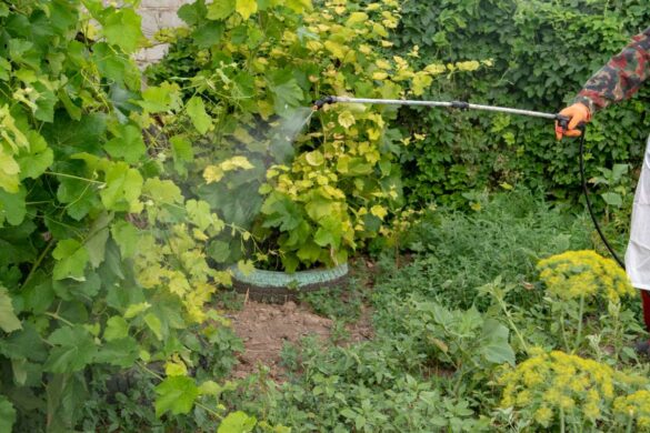Une tige de vigne repose dans un verre d’eau transparent, prête à développer ses premières racines