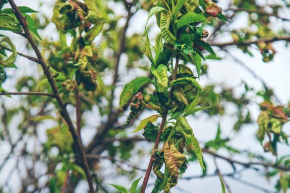 Feuilles de pêcher boursouflées et rouges, signes typiques de la cloque
