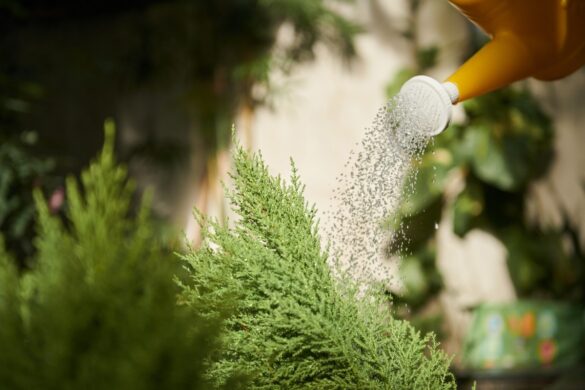Un jardinier creuse un trou pour planter un jeune cyprès, préparant le sol avec soin