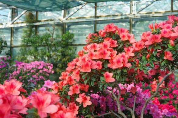 Azalée mature installée dans un massif ombragé, avec un feuillage dense et des fleurs rose vif