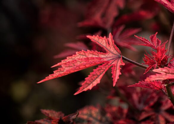 Un érable du Japon en pot placé près d’une fenêtre lumineuse