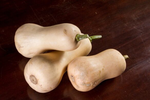 Un pied de butternut en pleine croissance avec deux fruits bien développés