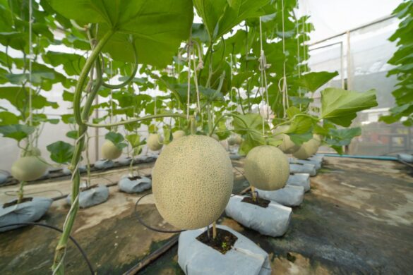 Des rangées de plants de melon poussant dans un champ ensoleillé avec le sol bien préparé