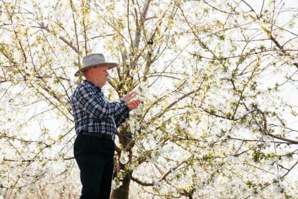 Un vieux cerisier aux branches hautes avant toute intervention de taille