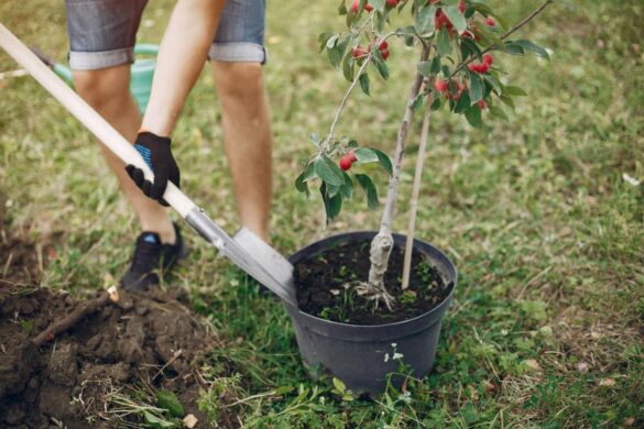 Un arbre fruitier planté dans un jardin au sol humide avec une végétation dense autour