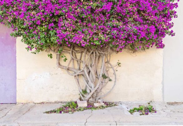 Fleurs et bractées colorées tombées au pied d’un bougainvillier, laissant apparaître des tiges encore vertes mais dégarnies