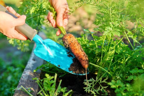 Un rang de carottes dégagé de mauvaises herbes avec un sol nu entre les plants