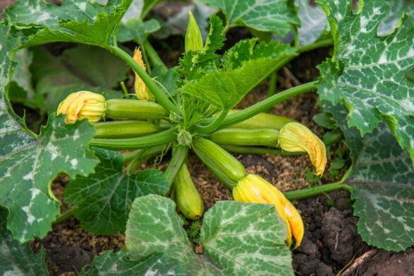 Feuilles de courgette devenues jaune pâle sur l’ensemble du limbe, avec une croissance ralentie et des feuilles basses affaissées