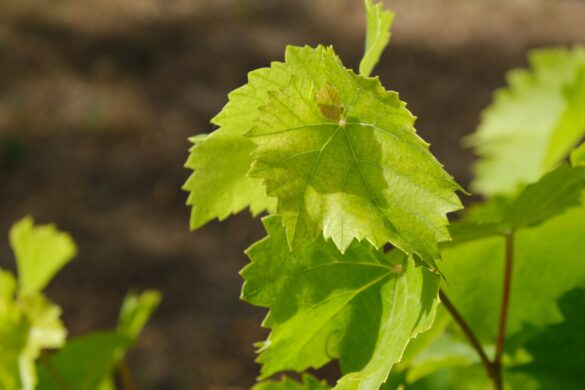 Des feuilles de vigne jaunies contrastent avec des nervures encore vertes