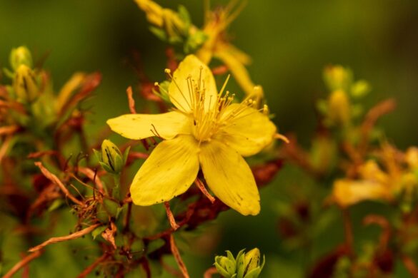 Une plante de millepertuis en pleine floraison