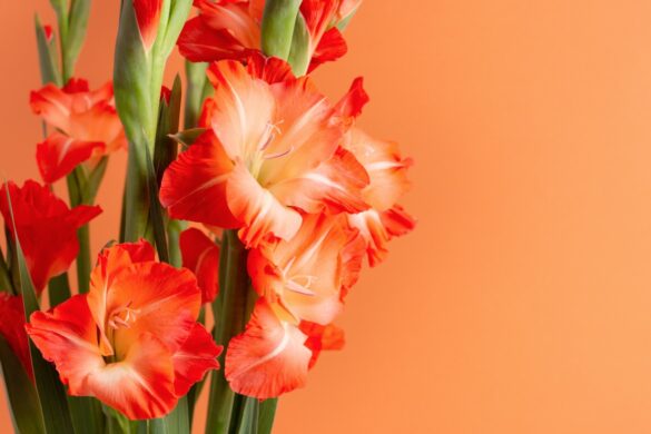 Une belle fleur orangée d'un glaïeul