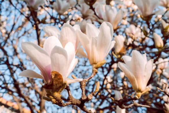 Des fleurs de magnolia roses et blanches couvrent les branches encore dépourvues de feuillage au début du printemps
