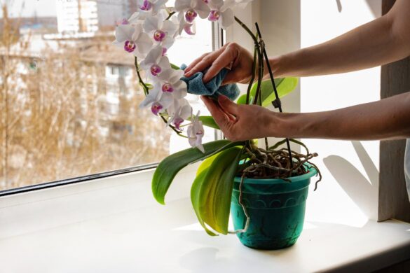 Une tige d’orchidée recouverte de petites gouttes translucides et collantes