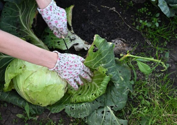Une personne voit les feuilles de ses choux dans le jardin, attaquées par des insectes