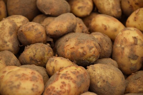 Des pommes pourries déposées dans un composteur avec d’autres déchets alimentaires