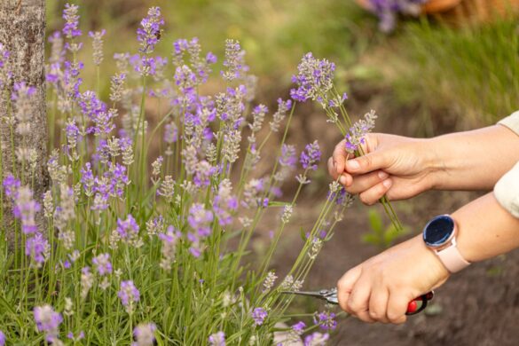 Une personne coupant les fleurs de la lavande