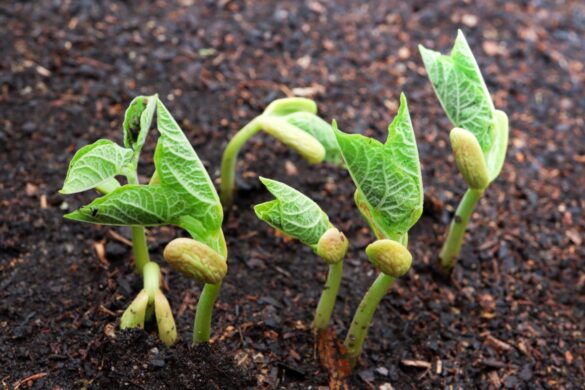 Des plantes de haricots qui poussent dans le sol