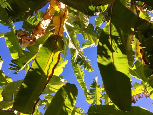 Des feuilles de bananier qui sèchent