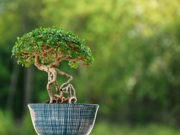 Plantation de bonsaï dans un pot de fleur