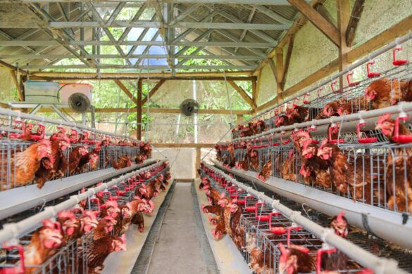Elévage de volaille dans un bâtiment agricole bien équipé
