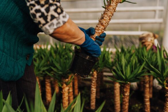 Une femme qui tient une plante de yucca