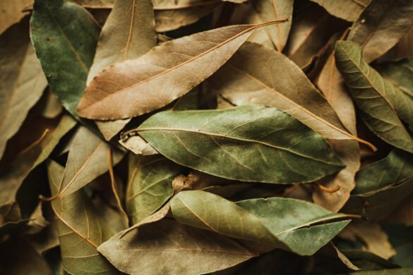 Des feuilles sèches de laurier palme dans le jardin