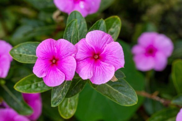 Jolies fleurs de pervenches de Madagascar
