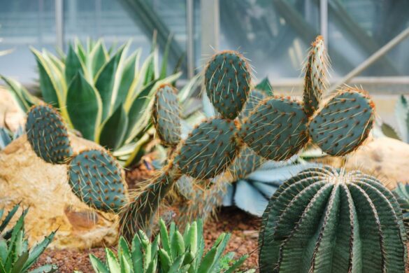 Des cactus plantés dans le jardin