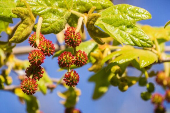 Un arbre de mûrier platane qui est malade