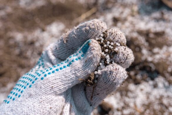 Une personne portant un gant et tenant des oeufs d'insectes