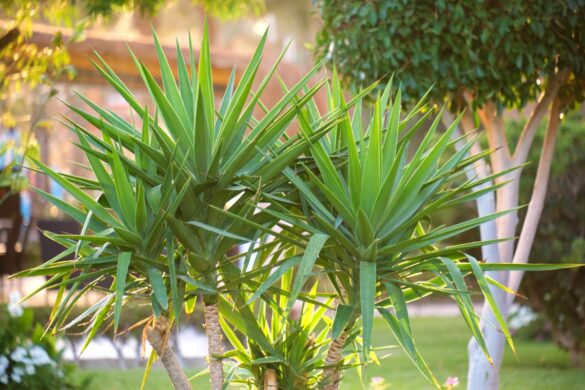 Une belle plante de yucca dans un jardin