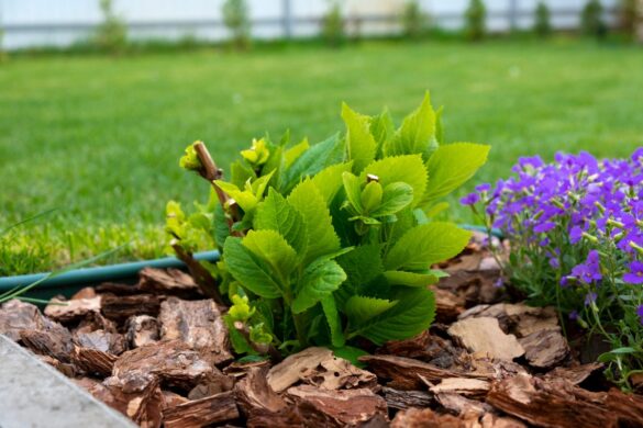 Des copeaux de bois utilisés dans un bac à fleur
