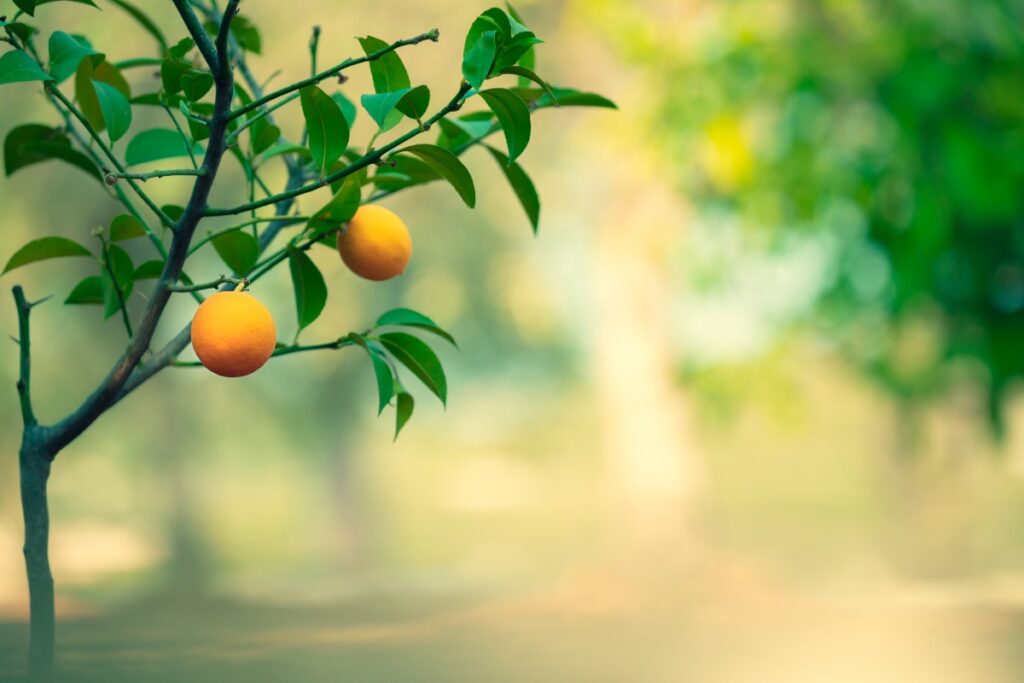 Des oranges éclatantes suspendues à un arbre