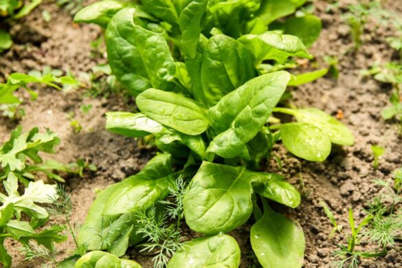 Des épinards frais cultivés dans le jardin