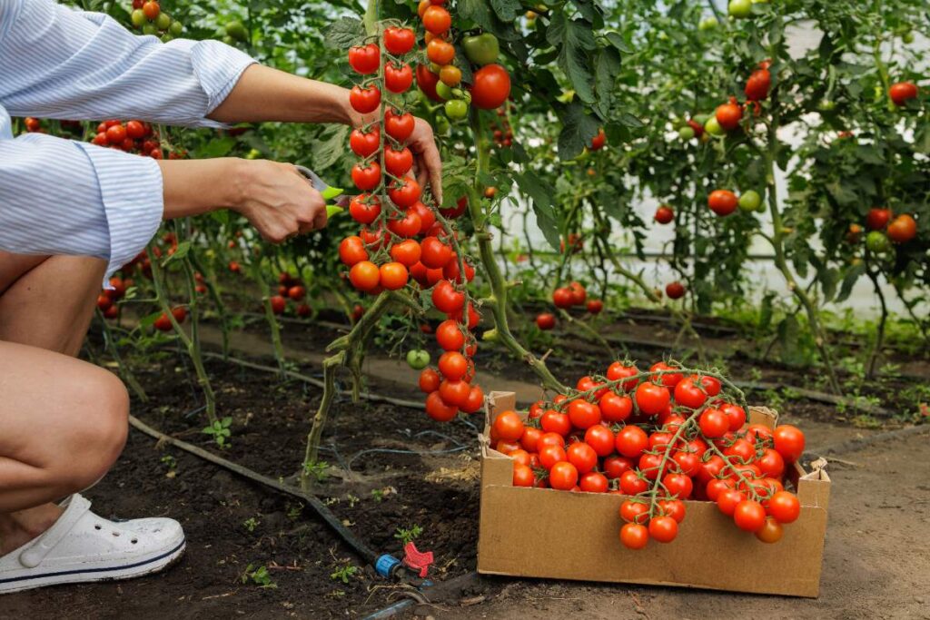 Une femme récoltant des tomates fraîches 
