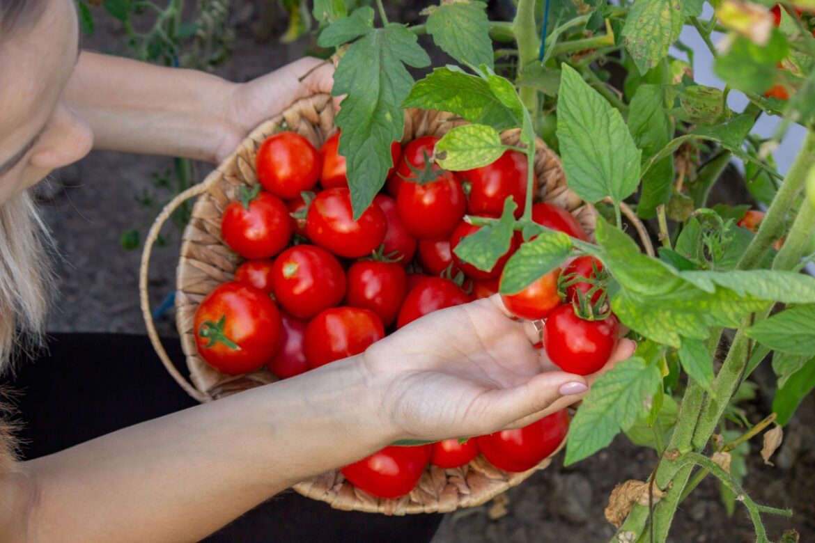 Une femme qui récolte des tomates dans le jardin
