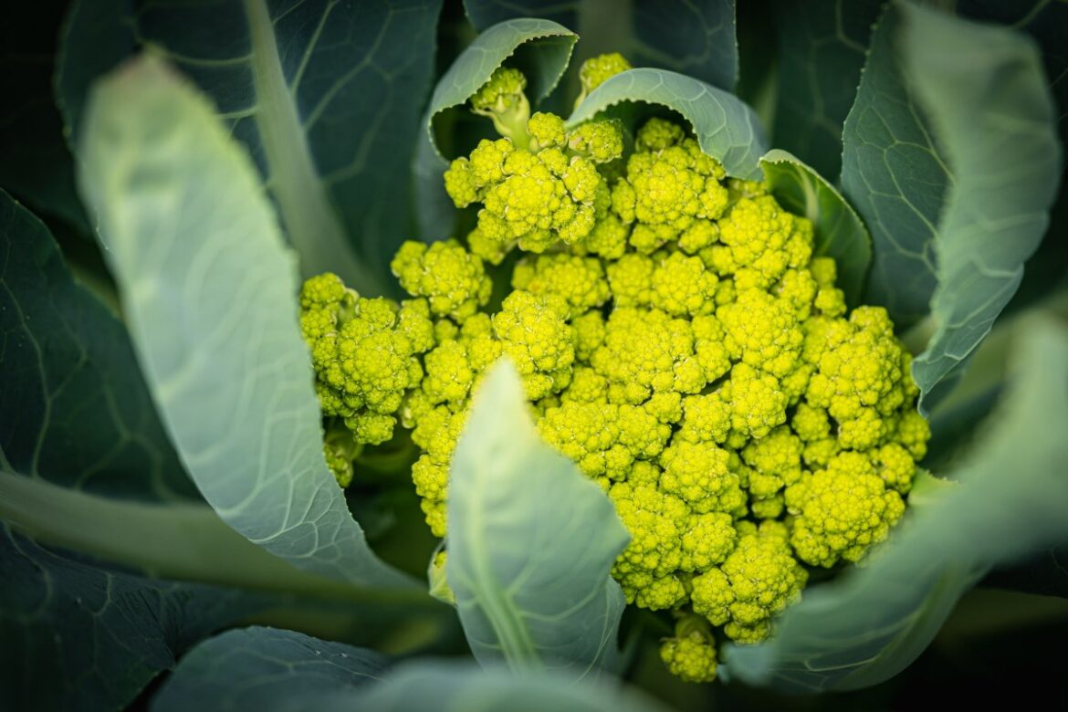 Fleurs de chou romanesco entourés par ses feuilles vertes