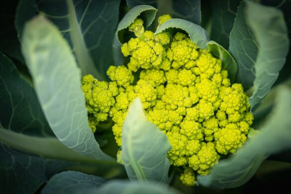 Fleurs de chou romanesco entourés par ses feuilles vertes