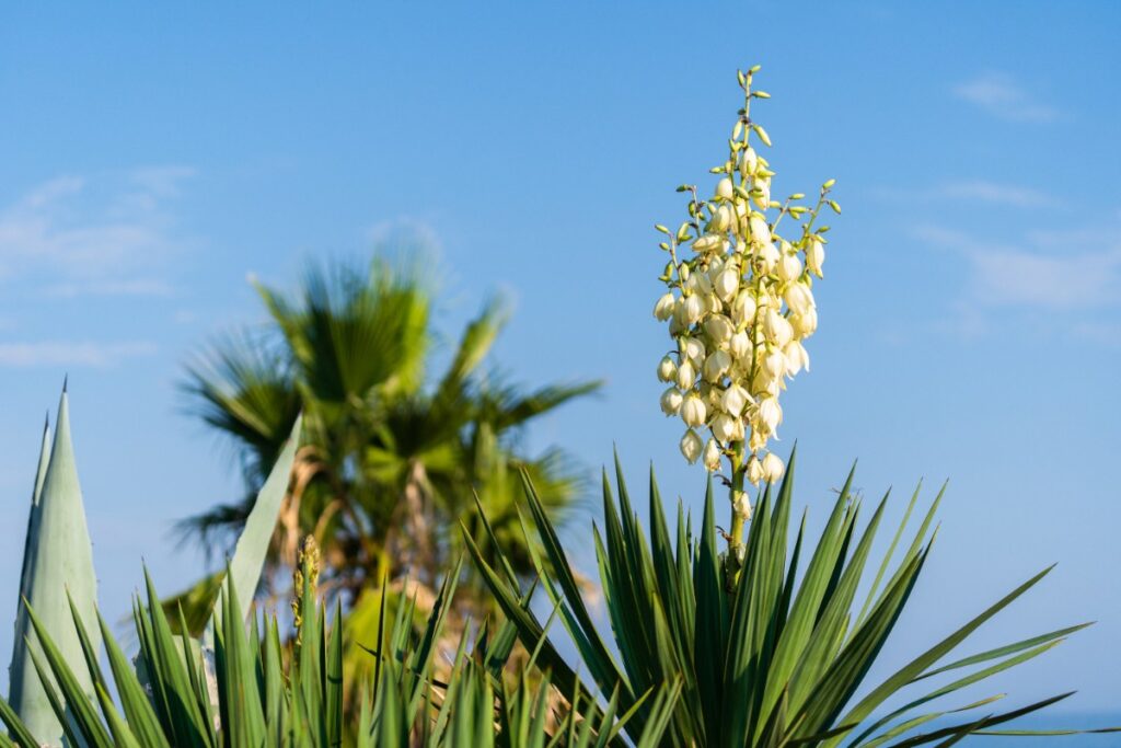 Des feuilles vertes et des fleurs de yucca