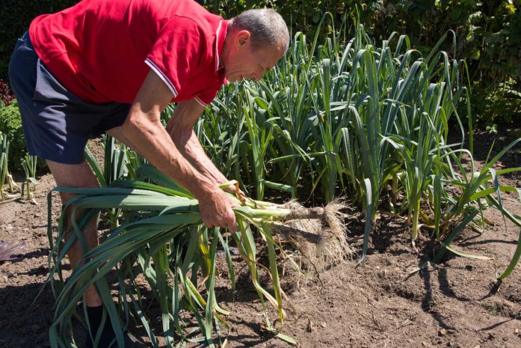 Un homme qui récolte des poireaux au potager