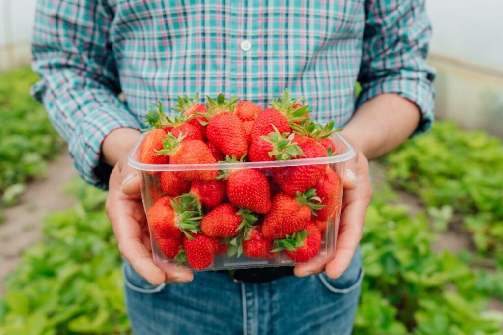 Un homme qui tient une barquette de fraises