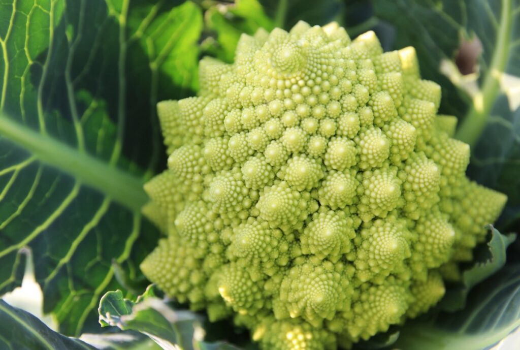 Une magnifique plante de chou romanesco